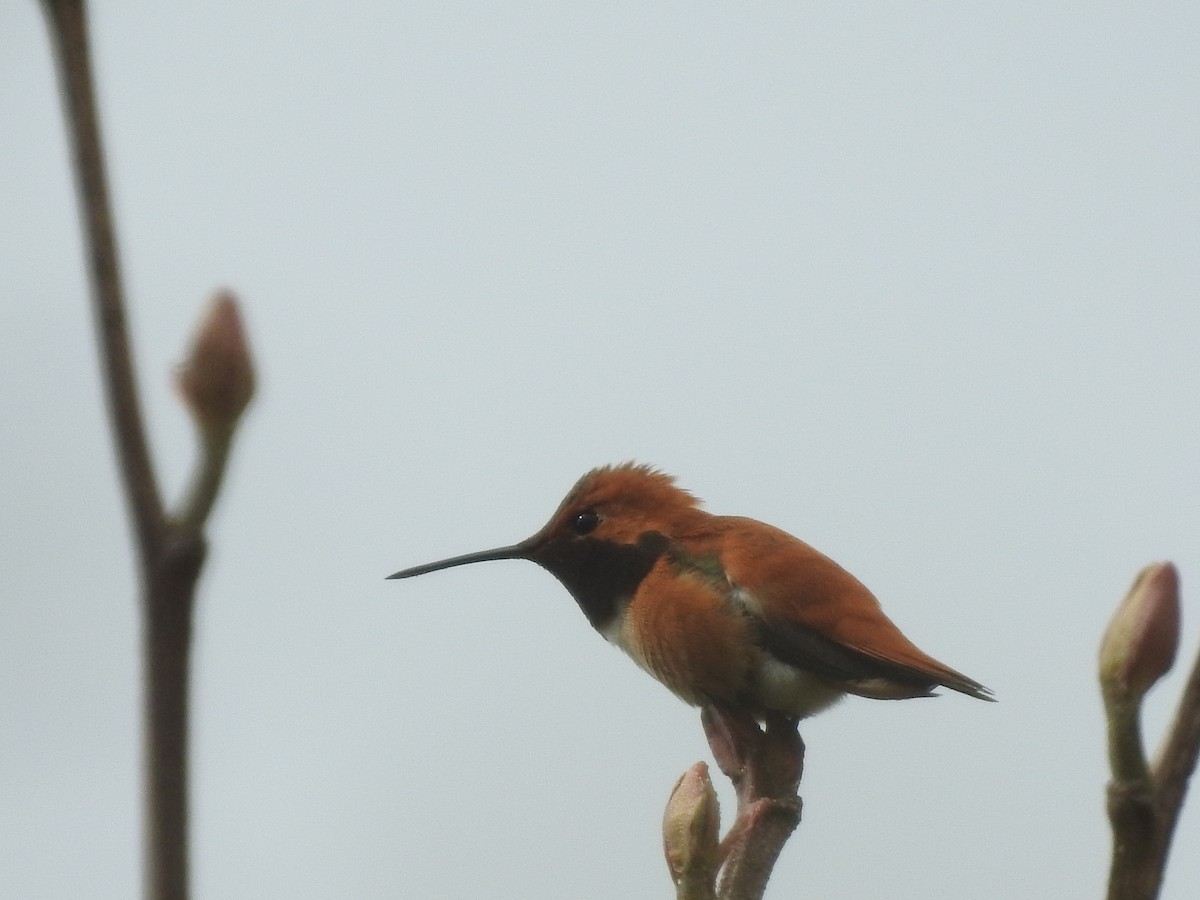 Rufous Hummingbird - ML616996406