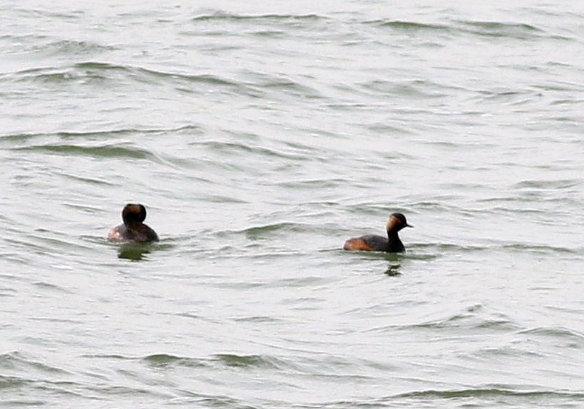 Eared Grebe - ML616996407