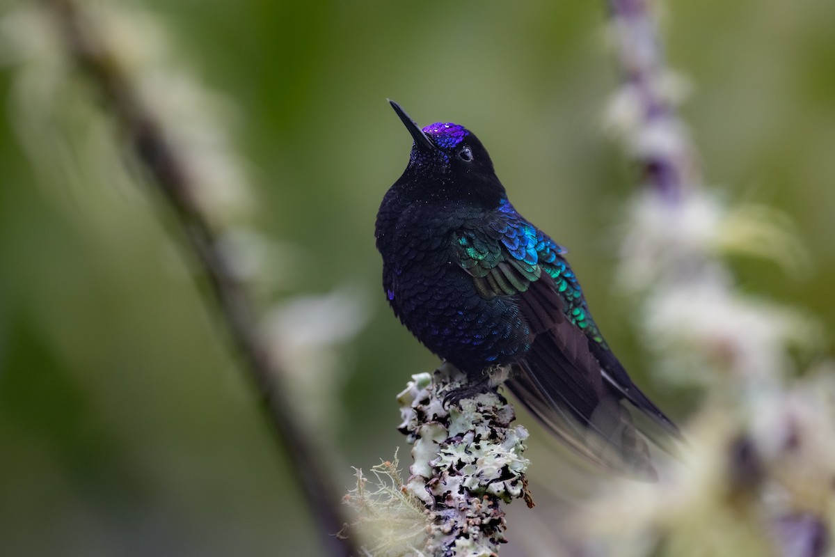 kolibřík hyacintový - ML616996450
