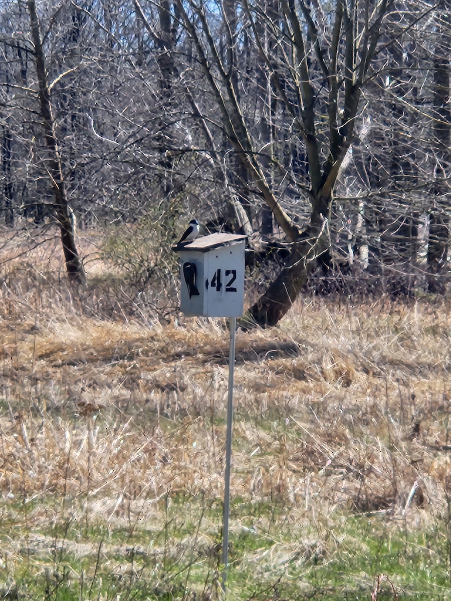 Tree Swallow - ML616996475