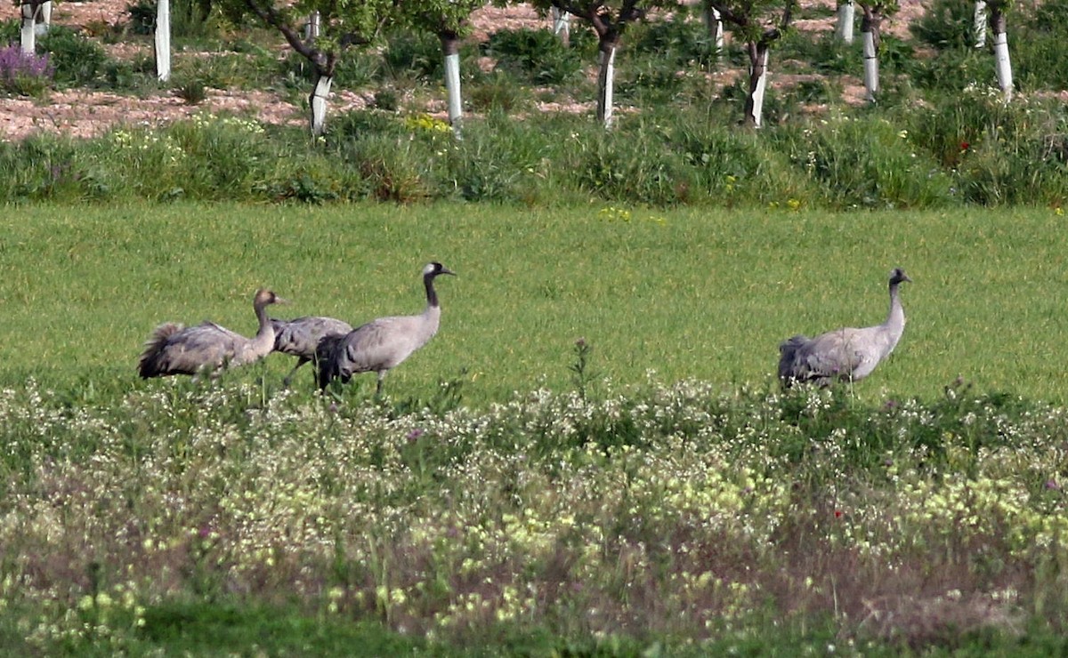 Common Crane - ML616996498