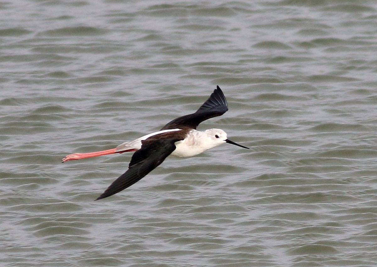 Black-winged Stilt - ML616996512