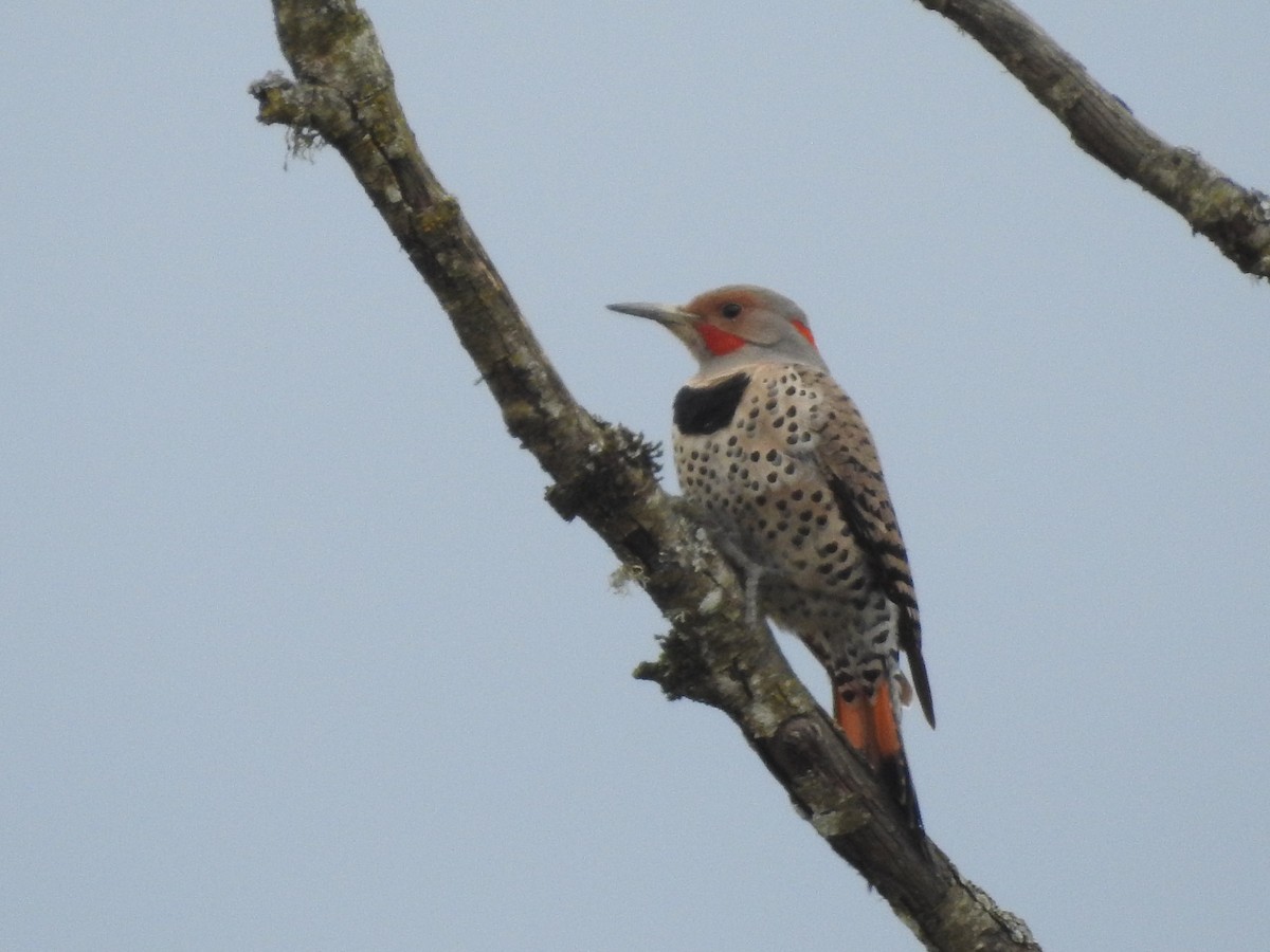 Northern Flicker (Yellow-shafted x Red-shafted) - ML616996518