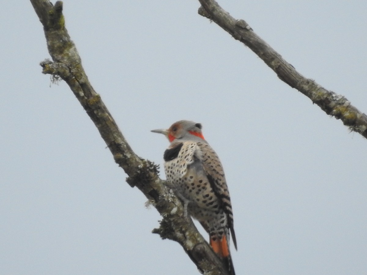 Northern Flicker (Yellow-shafted x Red-shafted) - ML616996519