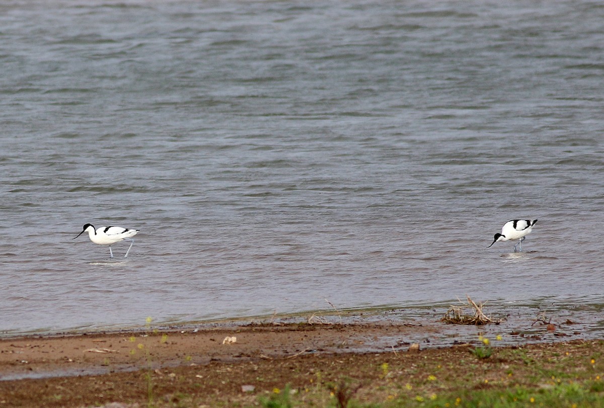 Avocette élégante - ML616996530