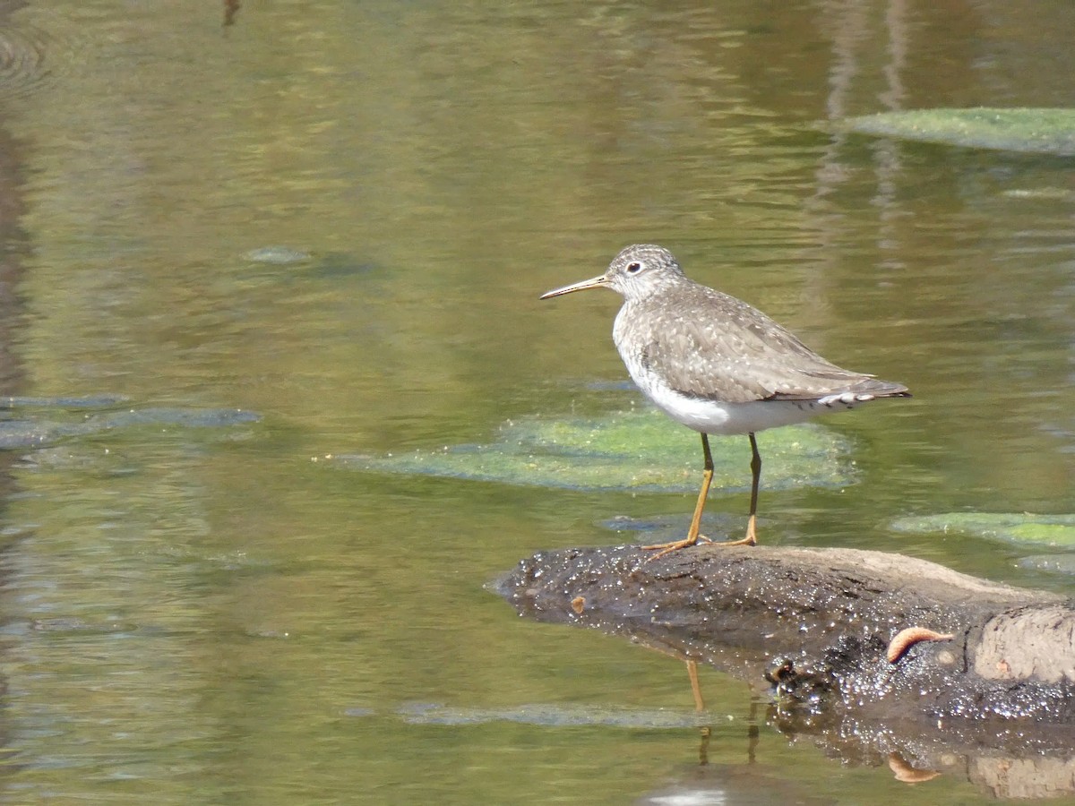 Solitary Sandpiper - ML616996571