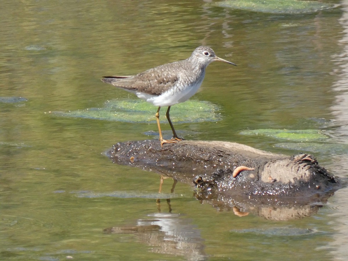 Solitary Sandpiper - ML616996572
