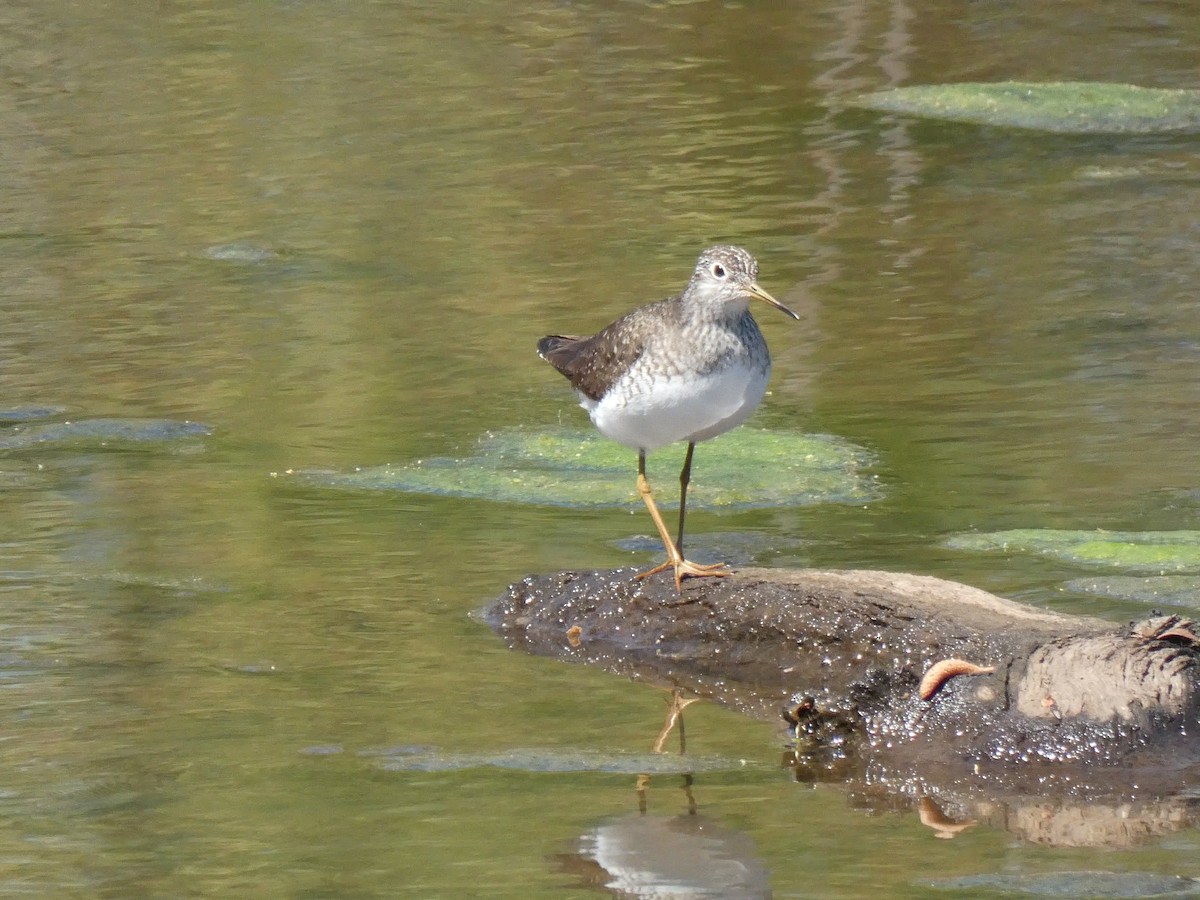Solitary Sandpiper - ML616996573