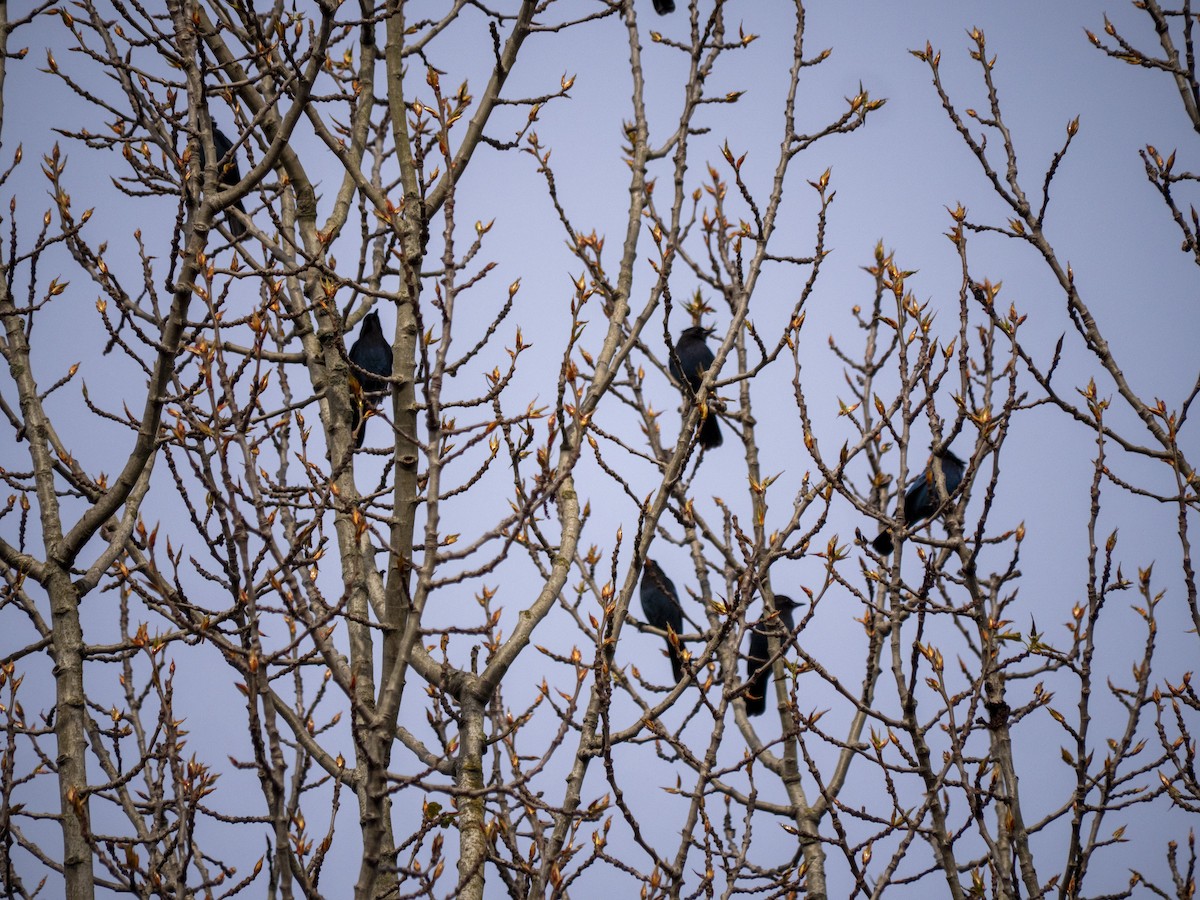 Steller's Jay - Duncan McHugh