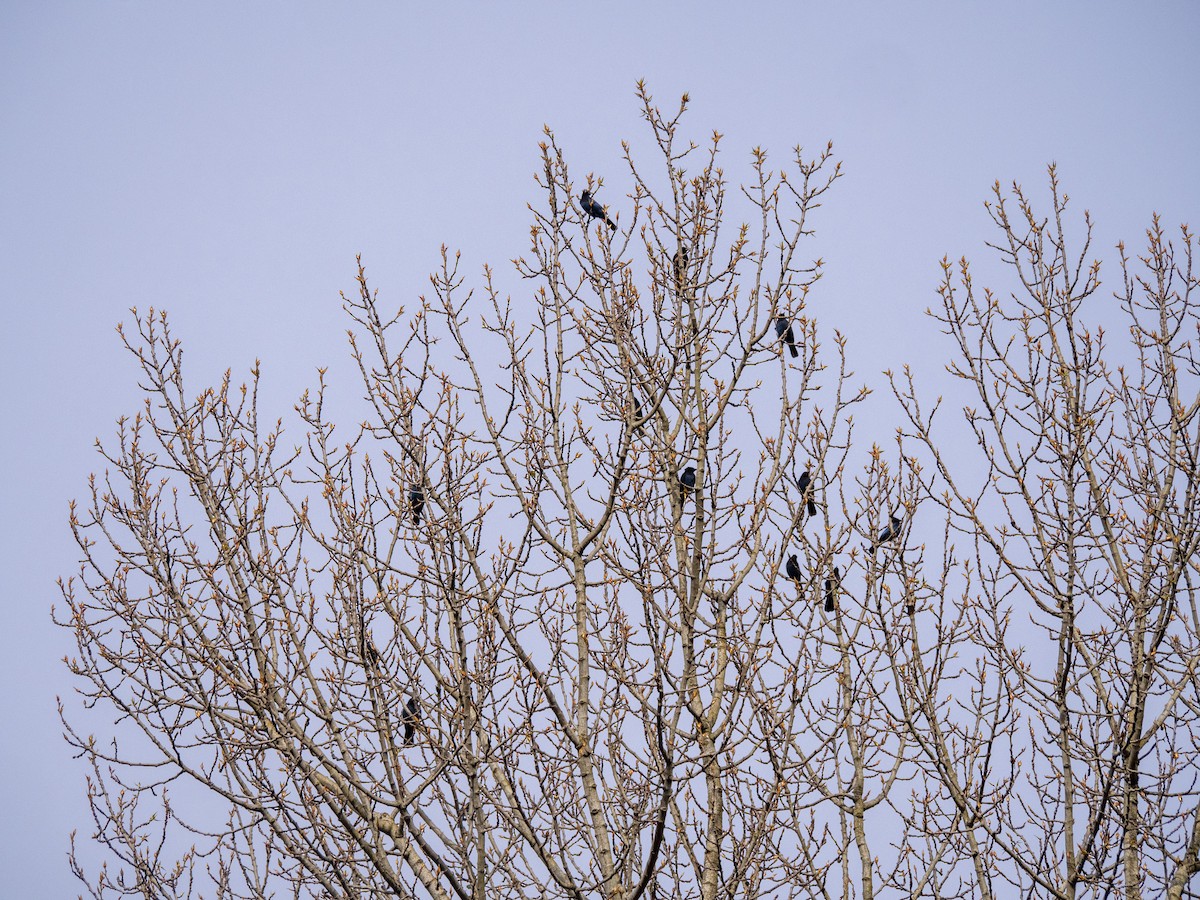 Steller's Jay - Duncan McHugh