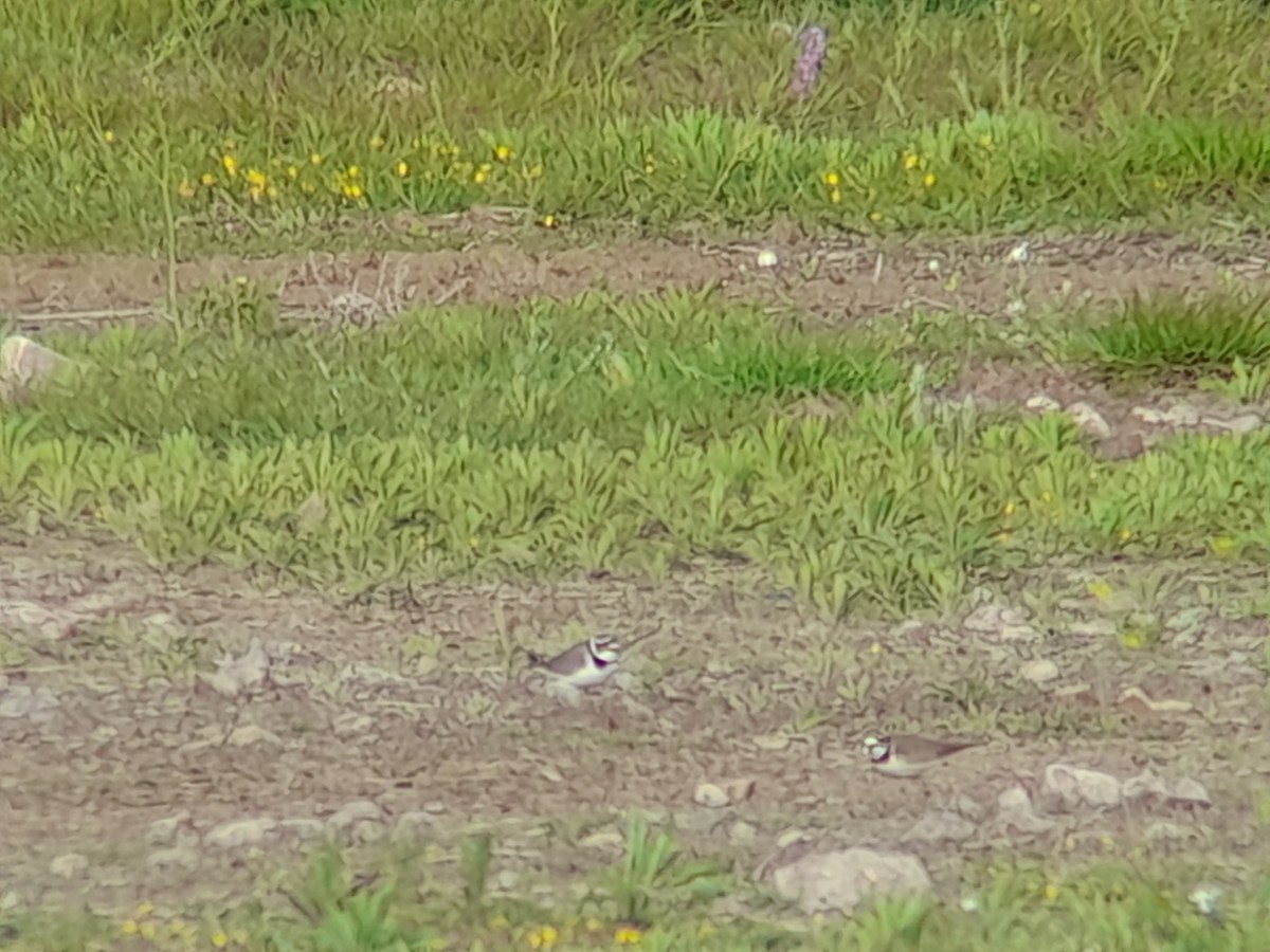 Little Ringed Plover - ML616996632