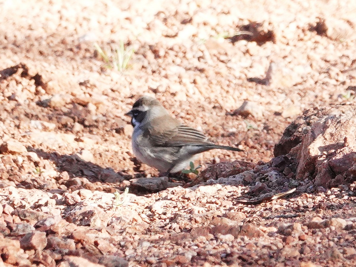 Black-throated Sparrow - ML616996656