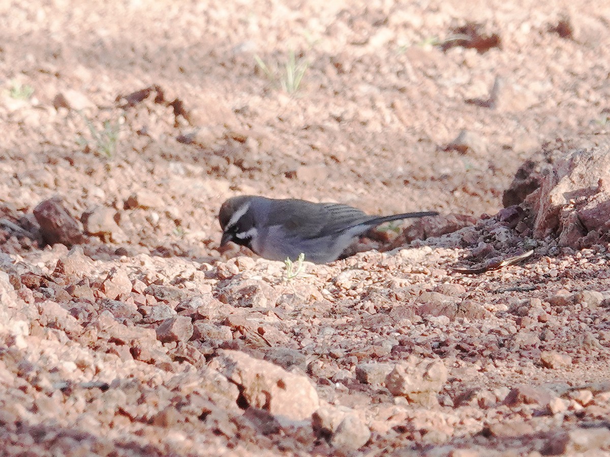 Black-throated Sparrow - ML616996657