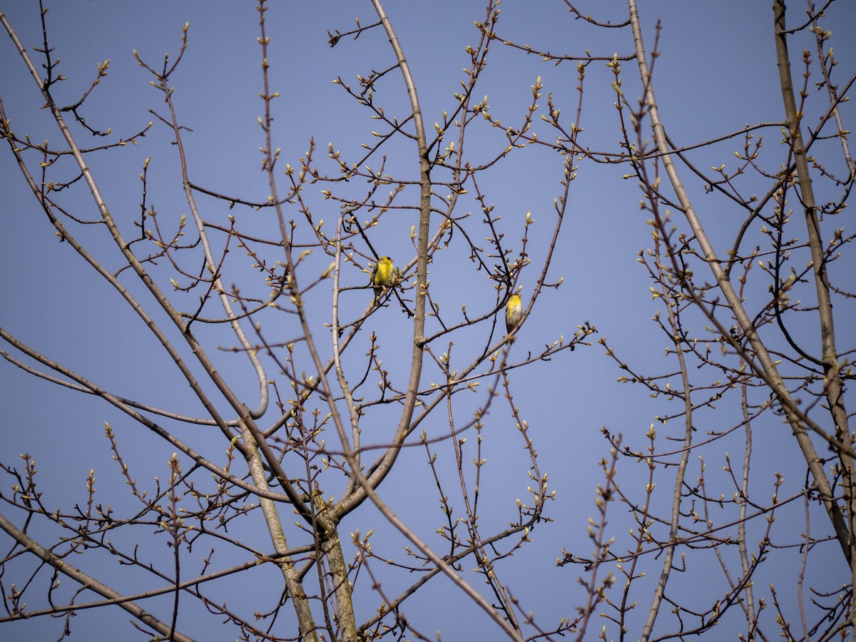 American Goldfinch - Duncan McHugh