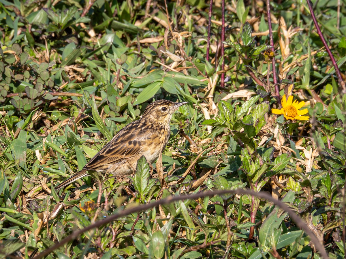 Yellowish Pipit - Vitor Rolf Laubé