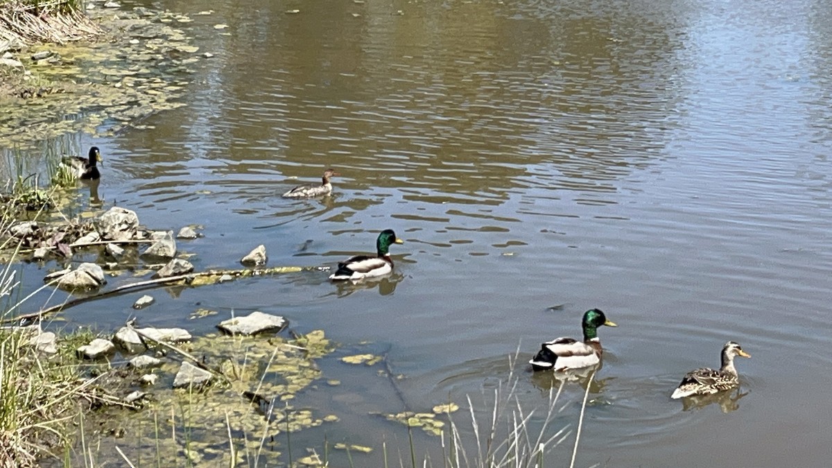 Red-breasted Merganser - ML616996718