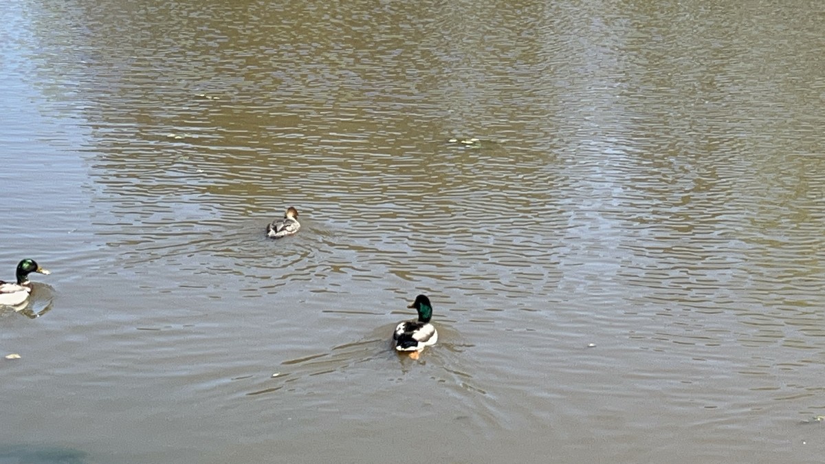 Red-breasted Merganser - ML616996719