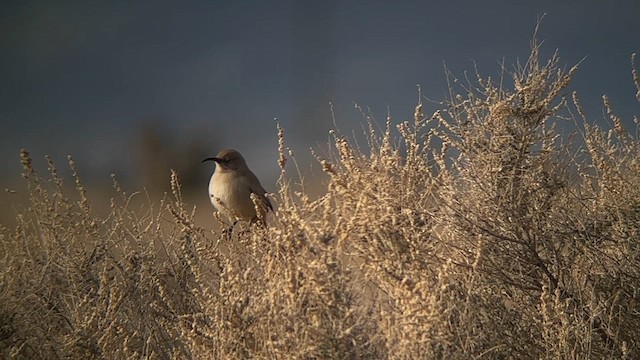 LeConte's Thrasher - ML616996729