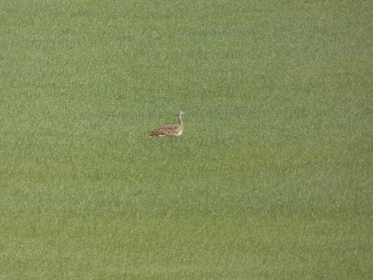 Great Bustard - Carlos Mompó