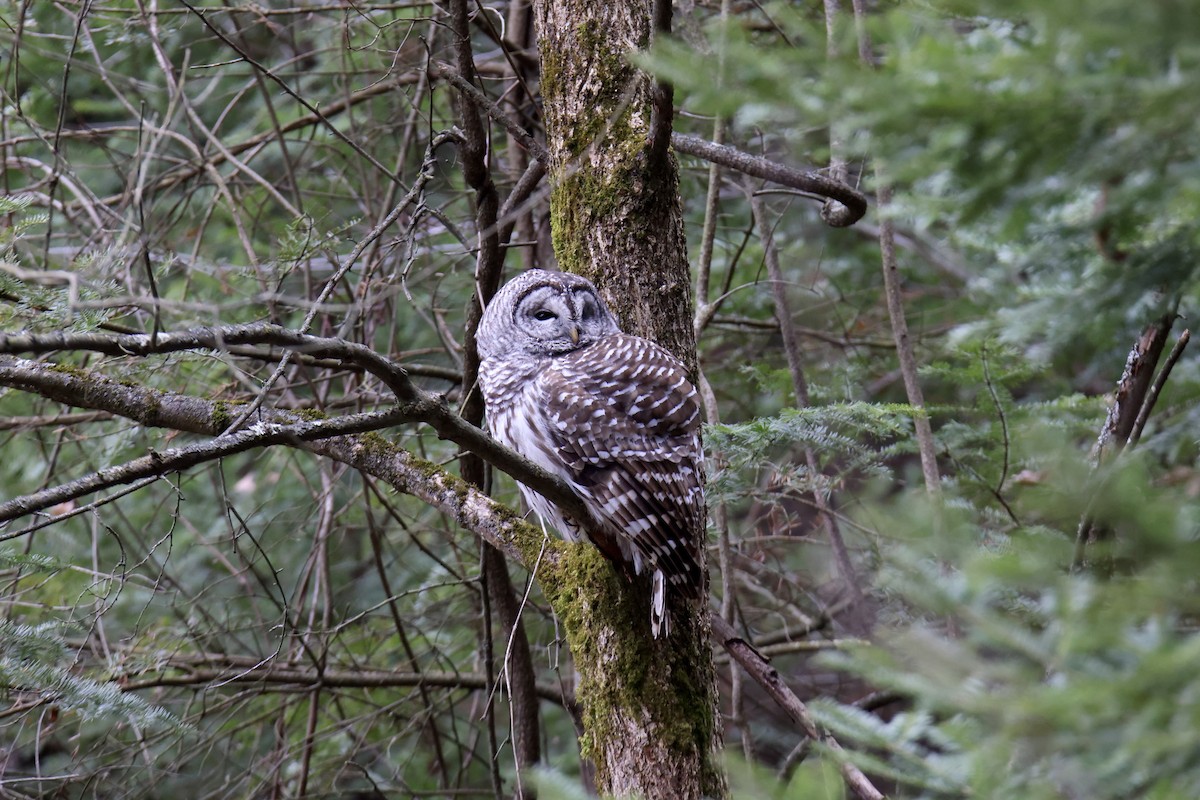 Barred Owl - ML616996802