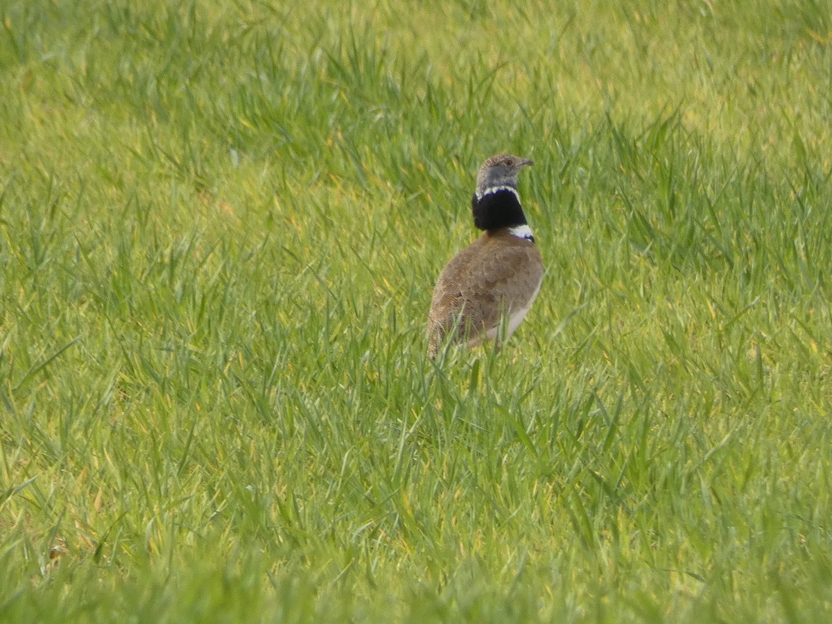 Little Bustard - ML616996804