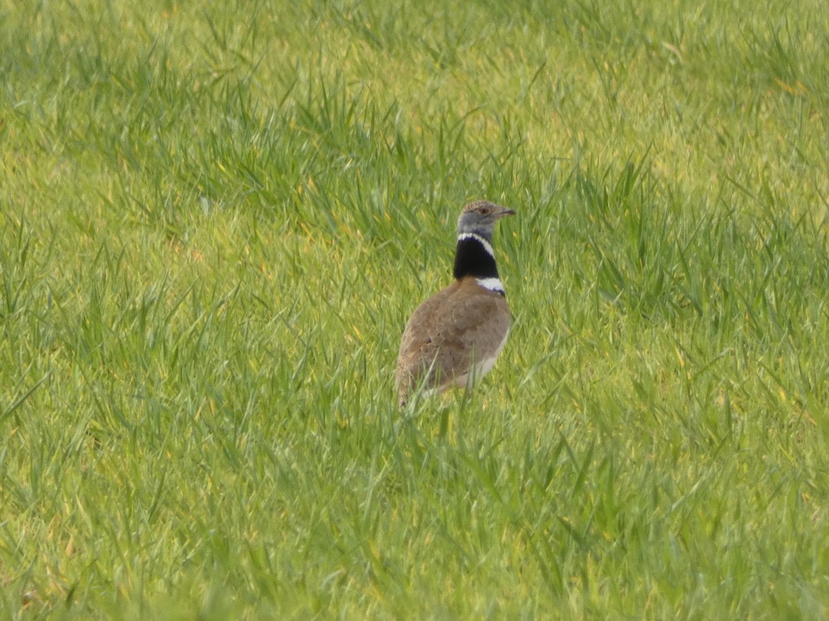 Little Bustard - ML616996819