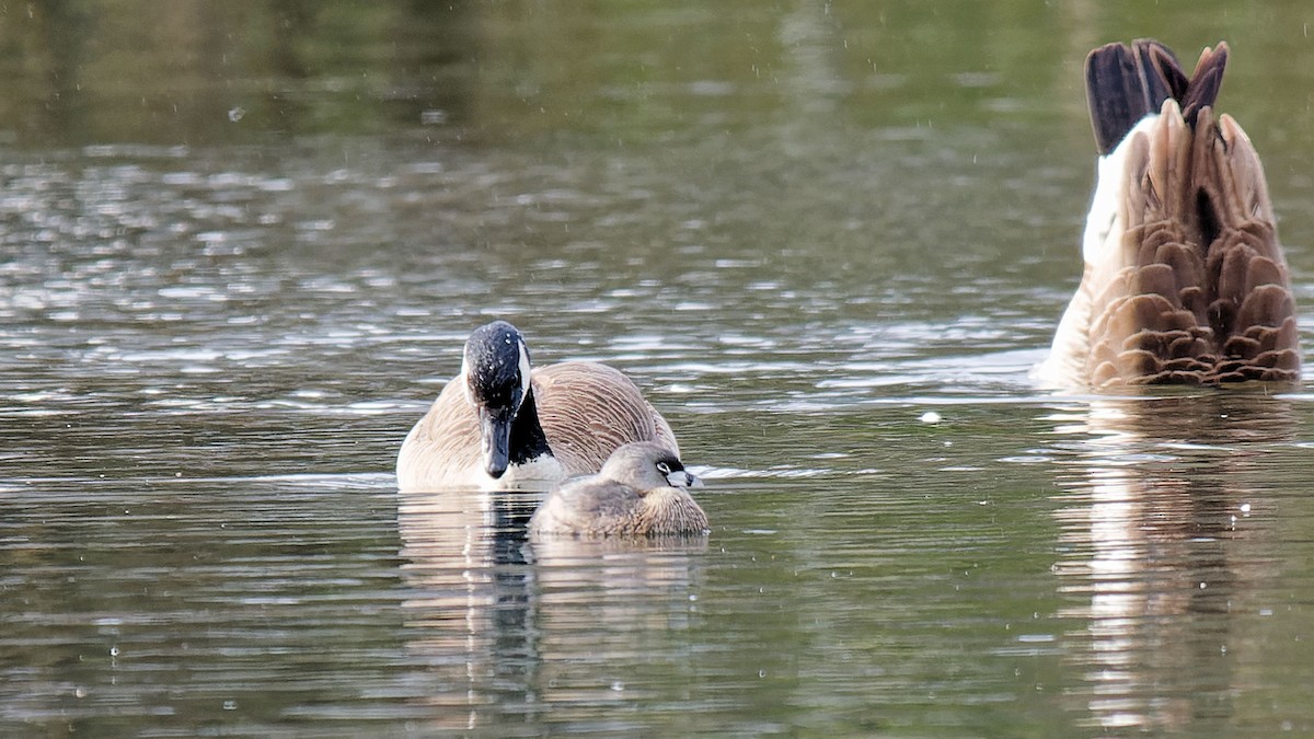 Pied-billed Grebe - ML616996843