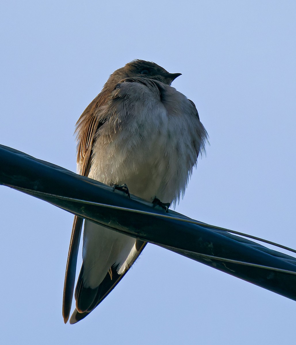 Northern Rough-winged Swallow - ML616996857