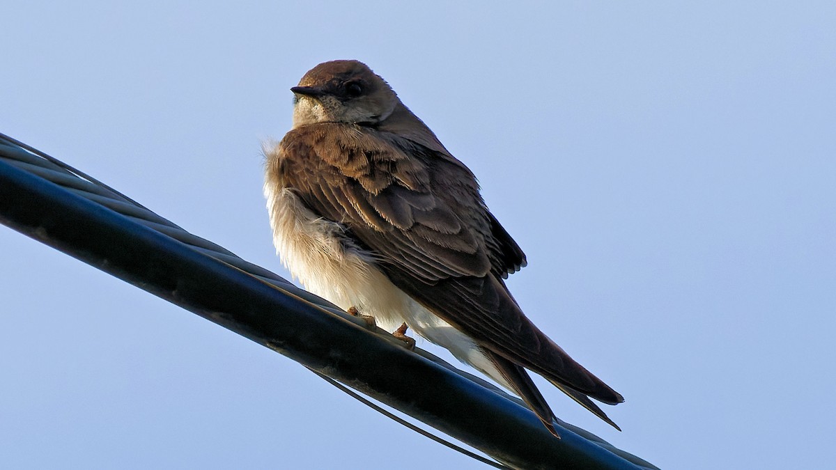 Northern Rough-winged Swallow - ML616996858