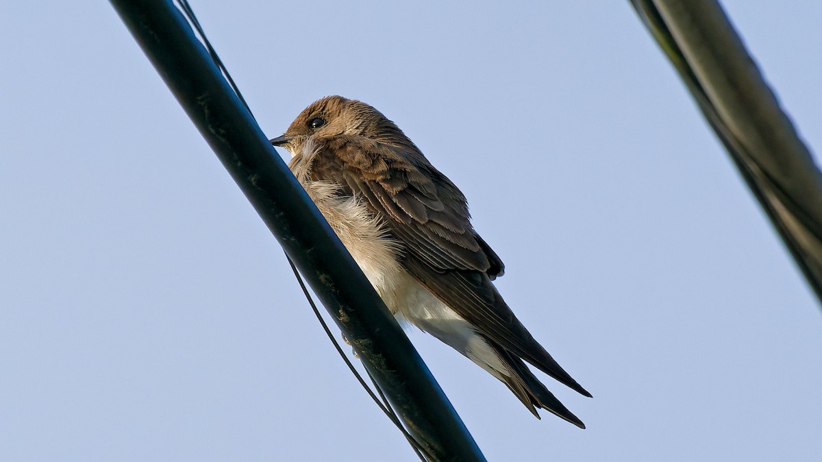 Northern Rough-winged Swallow - ML616996859