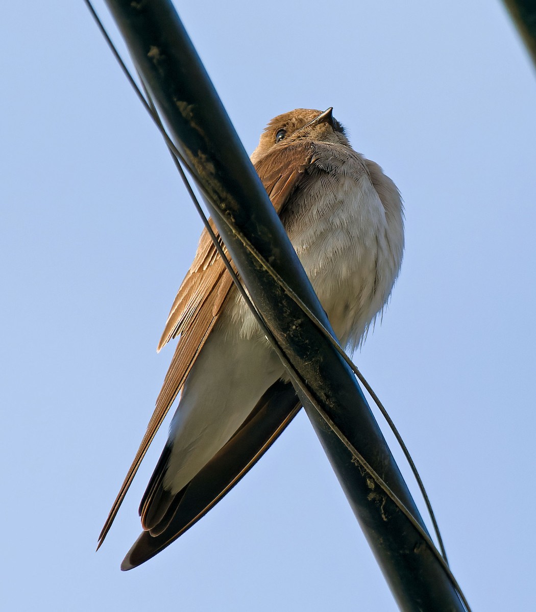 Northern Rough-winged Swallow - ML616996860