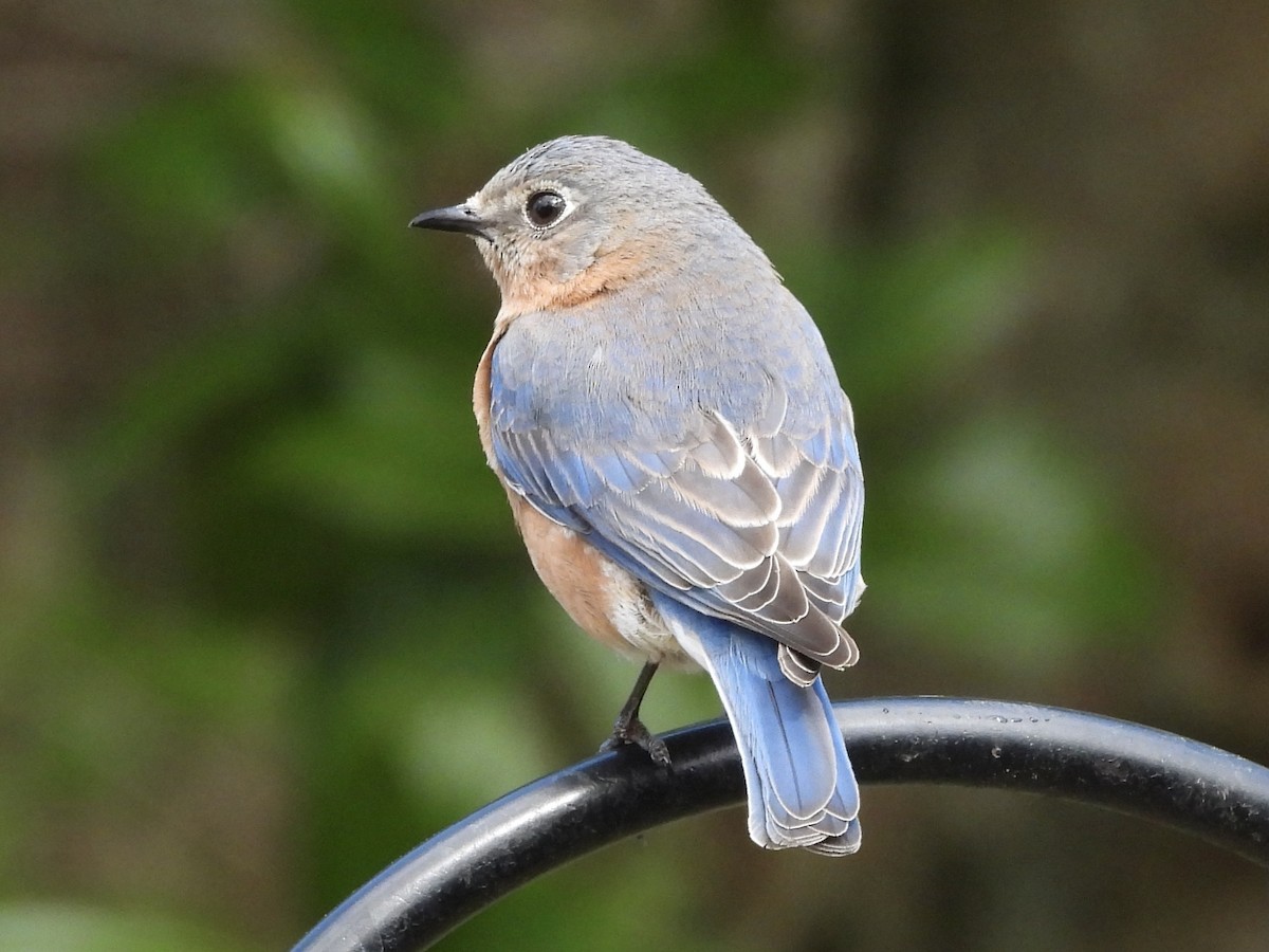 Eastern Bluebird - Karen & Tom Beatty