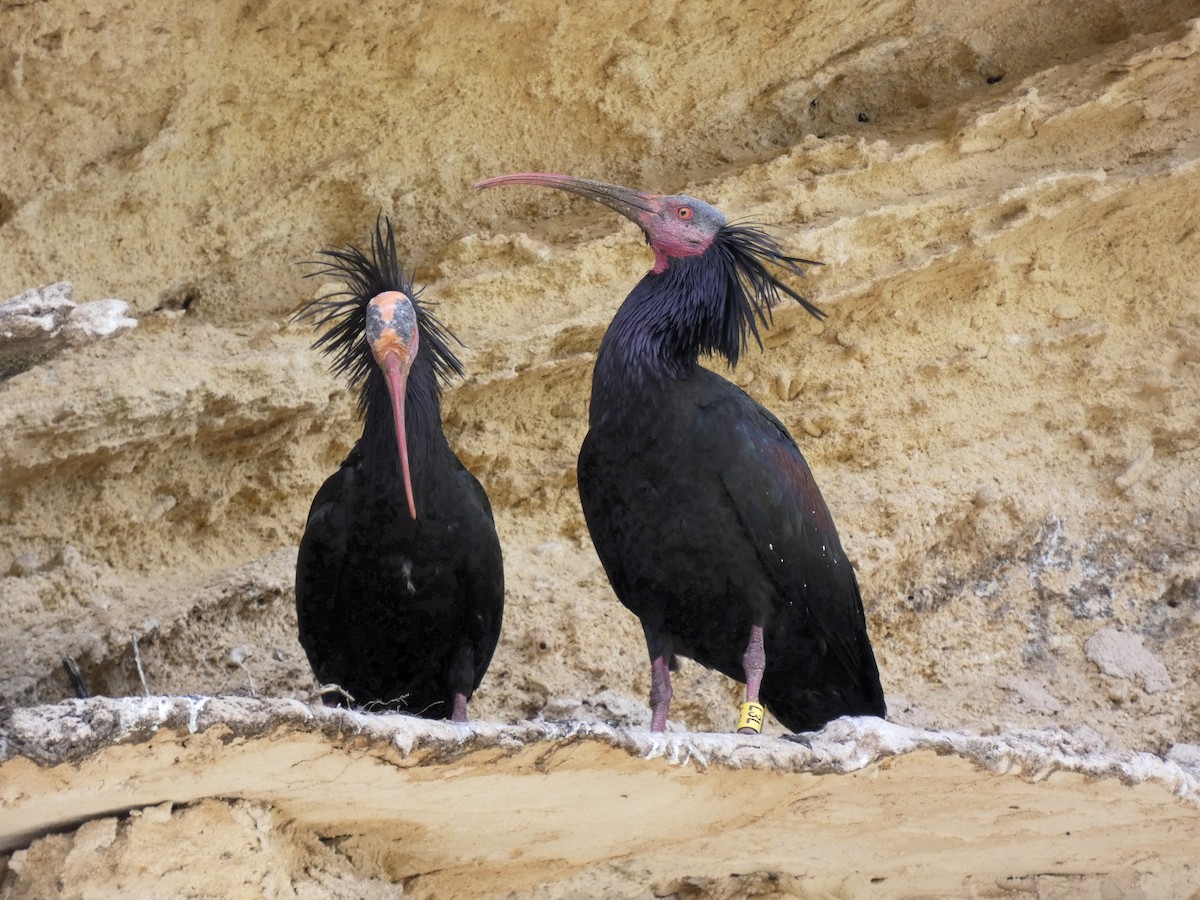 ibis skalní - ML616996890