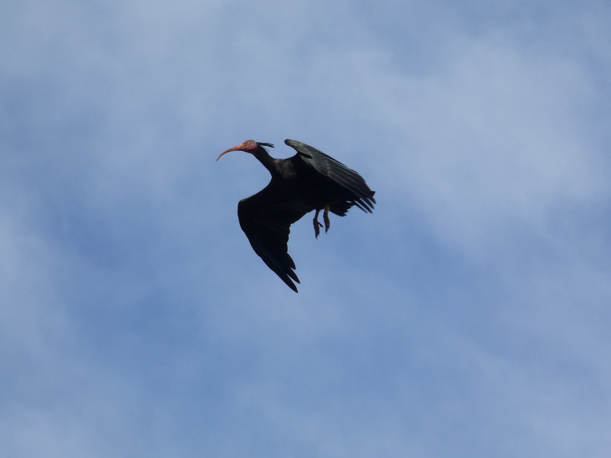 skallet ibis - ML616996921