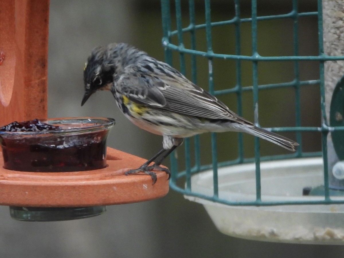 Yellow-rumped Warbler - Karen & Tom Beatty