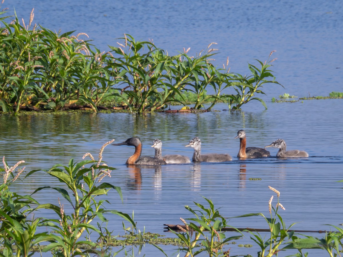 Great Grebe - ML616996942