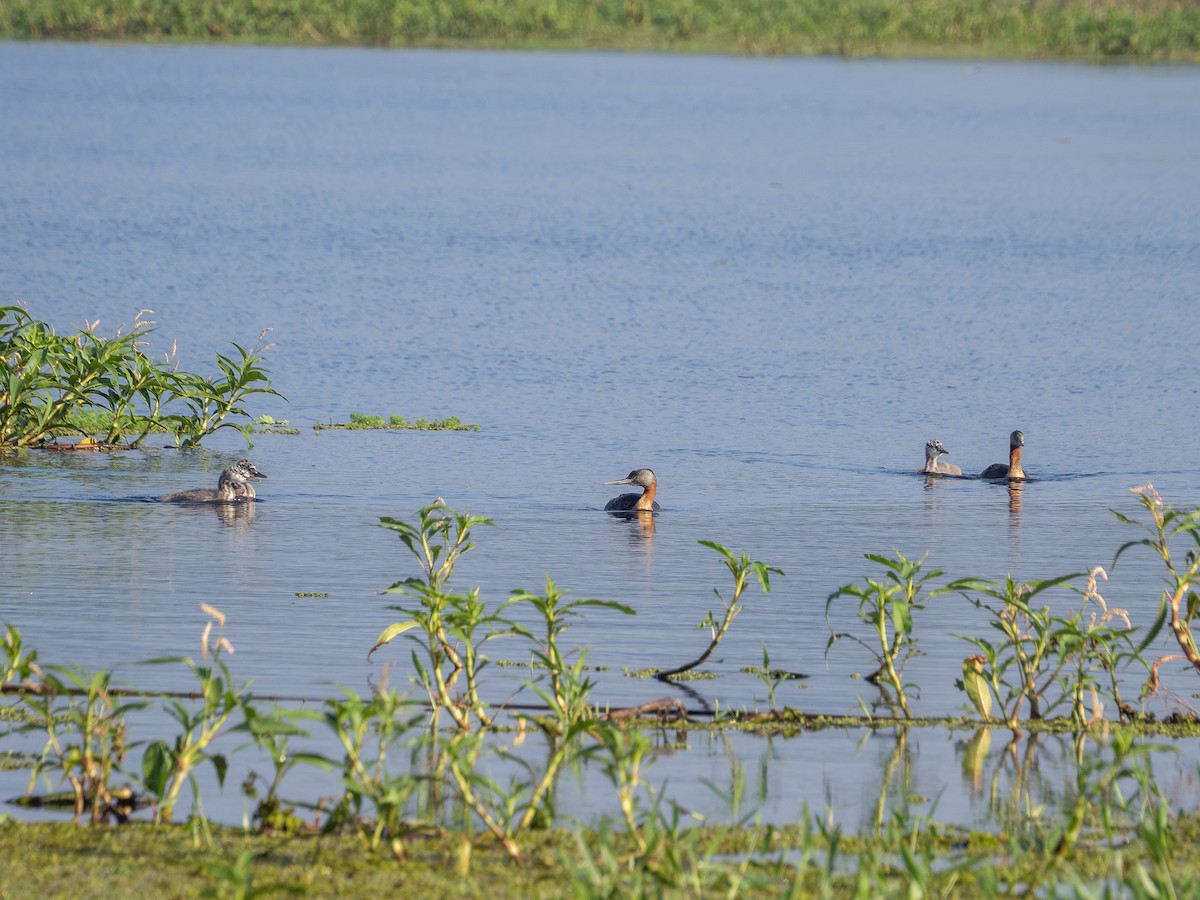 Great Grebe - ML616996943