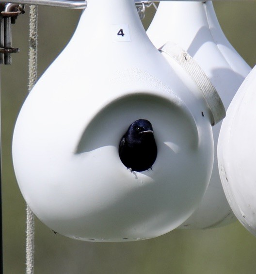 Purple Martin - Stacy Elliott