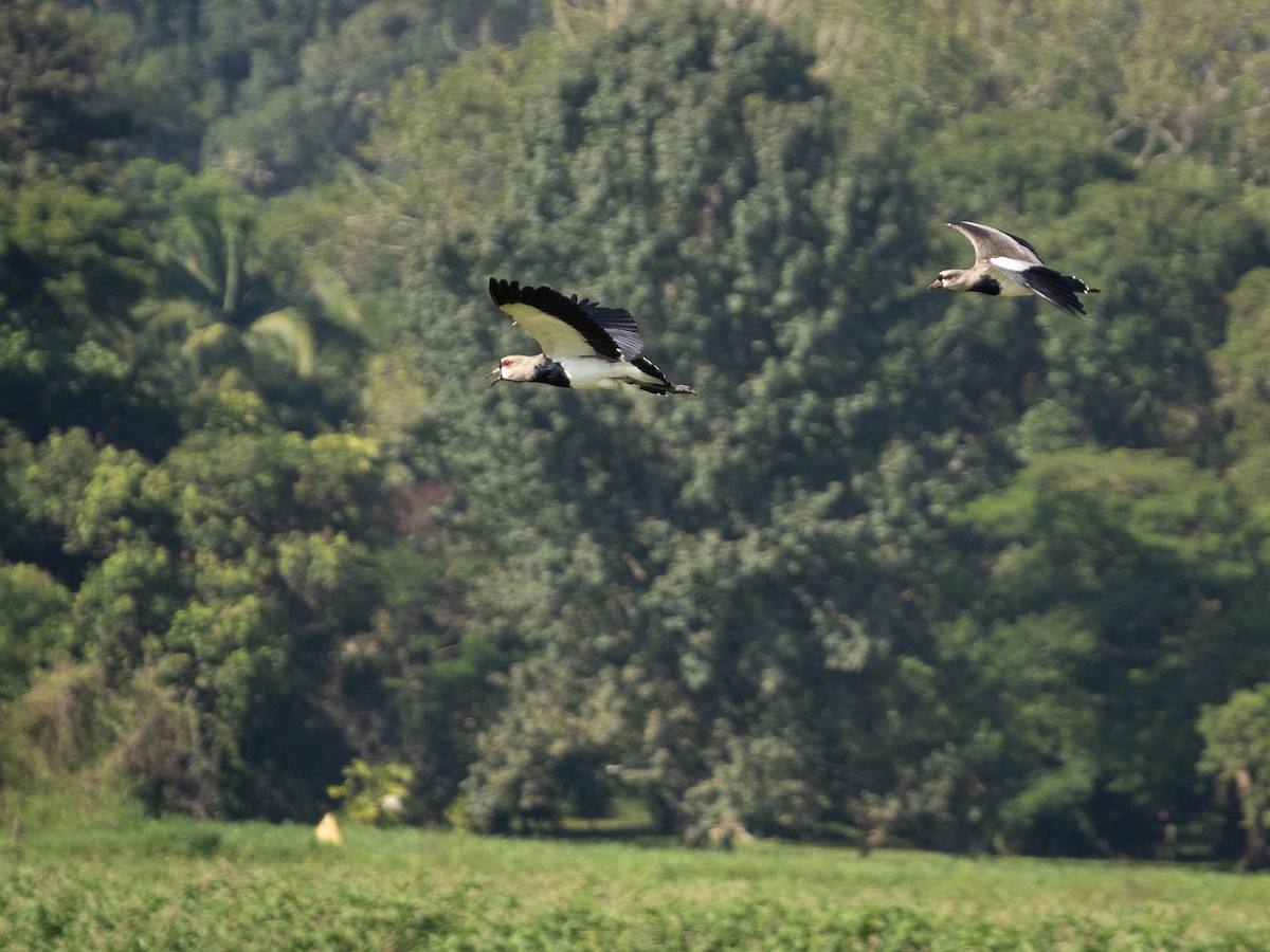 Southern Lapwing - Vitor Rolf Laubé