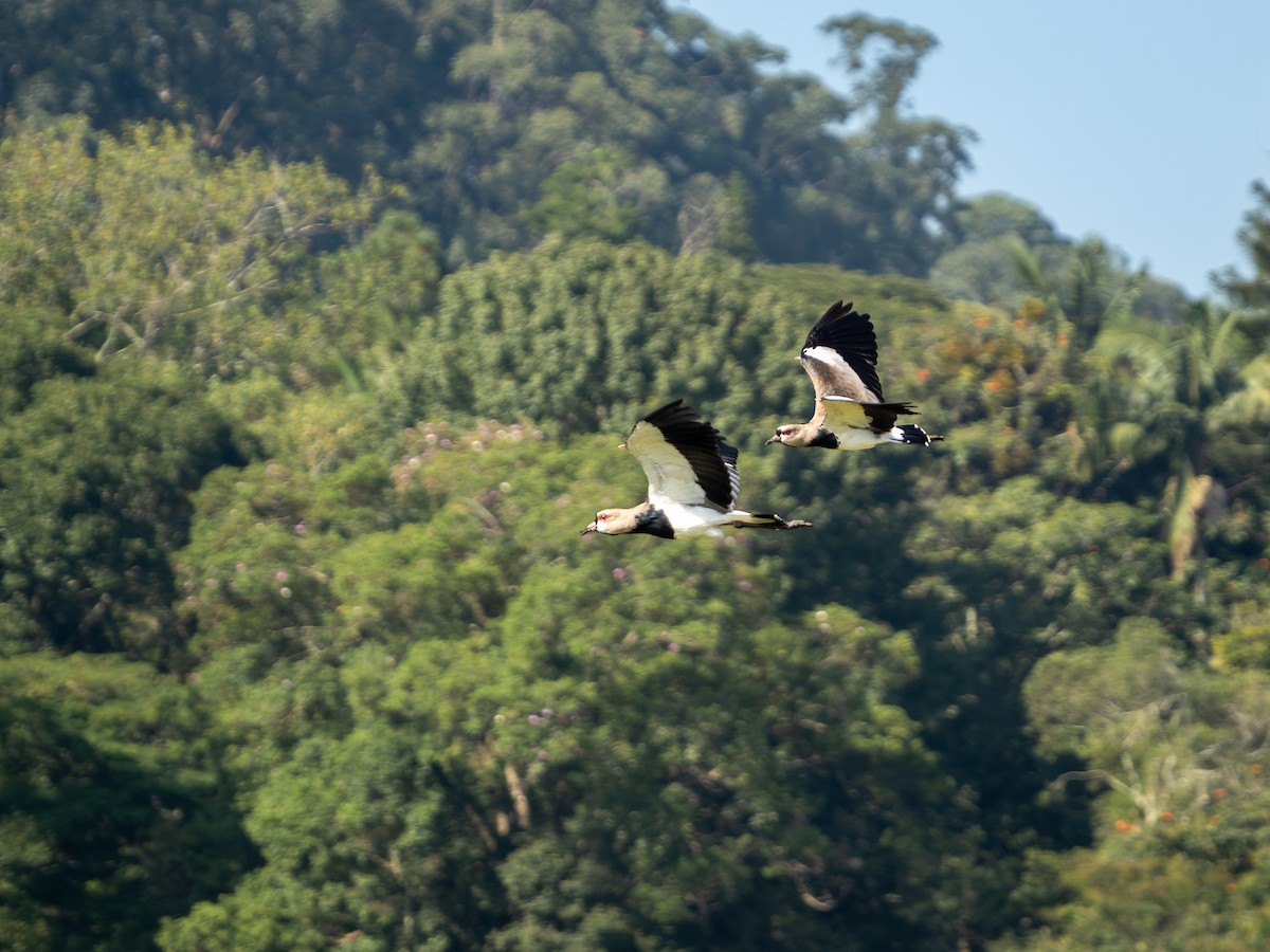 Southern Lapwing - Vitor Rolf Laubé