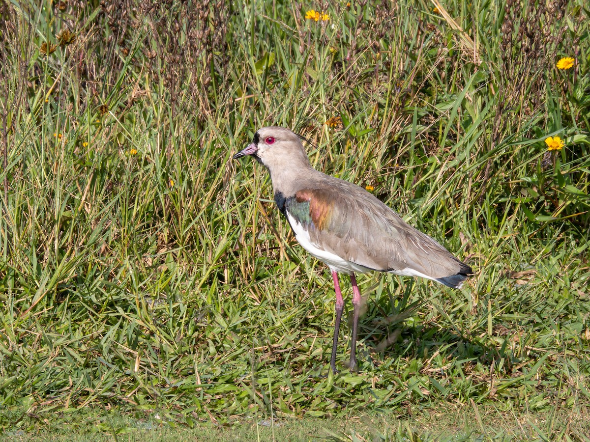 Southern Lapwing - Vitor Rolf Laubé