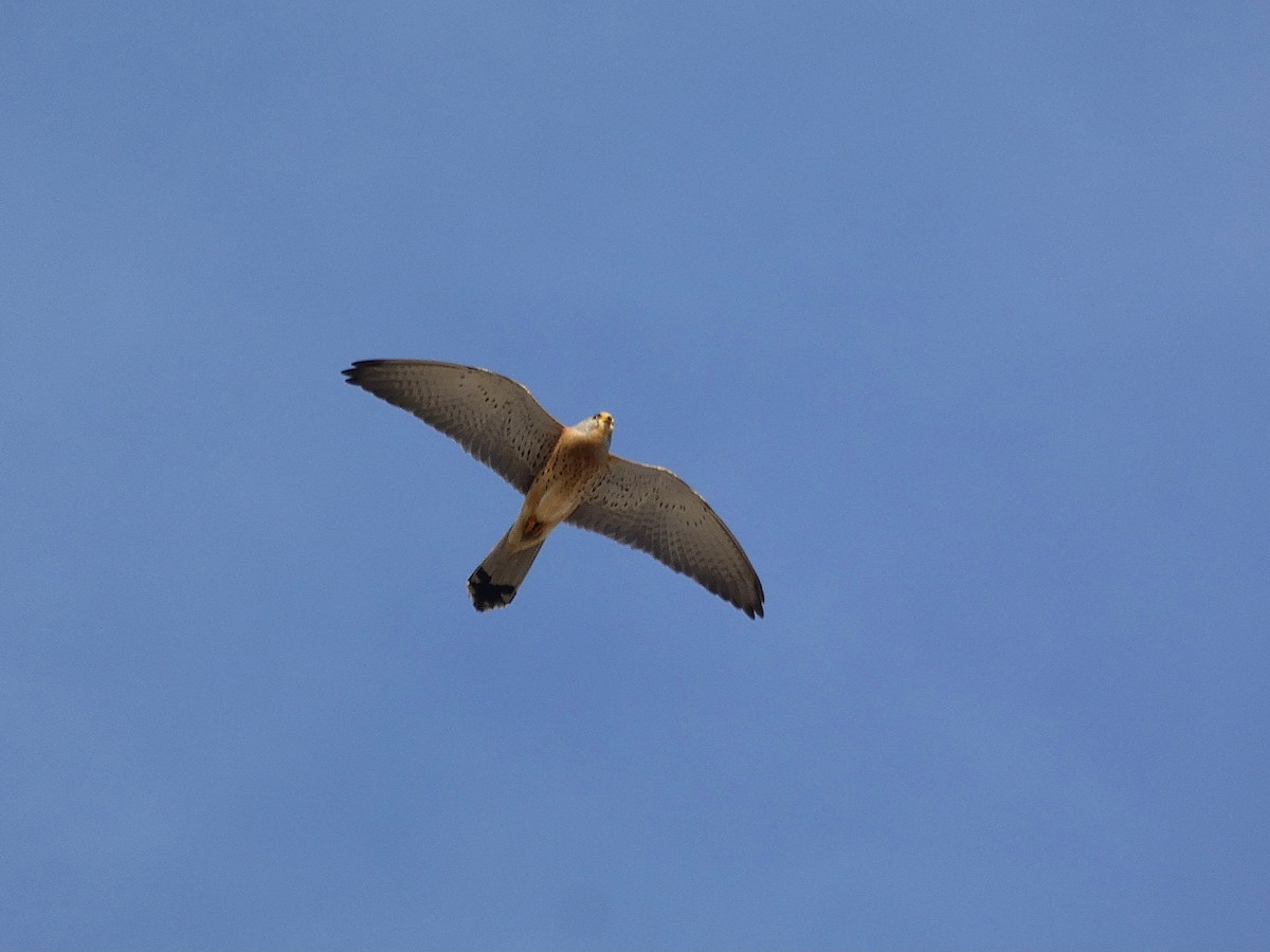 Lesser Kestrel - ML616997030