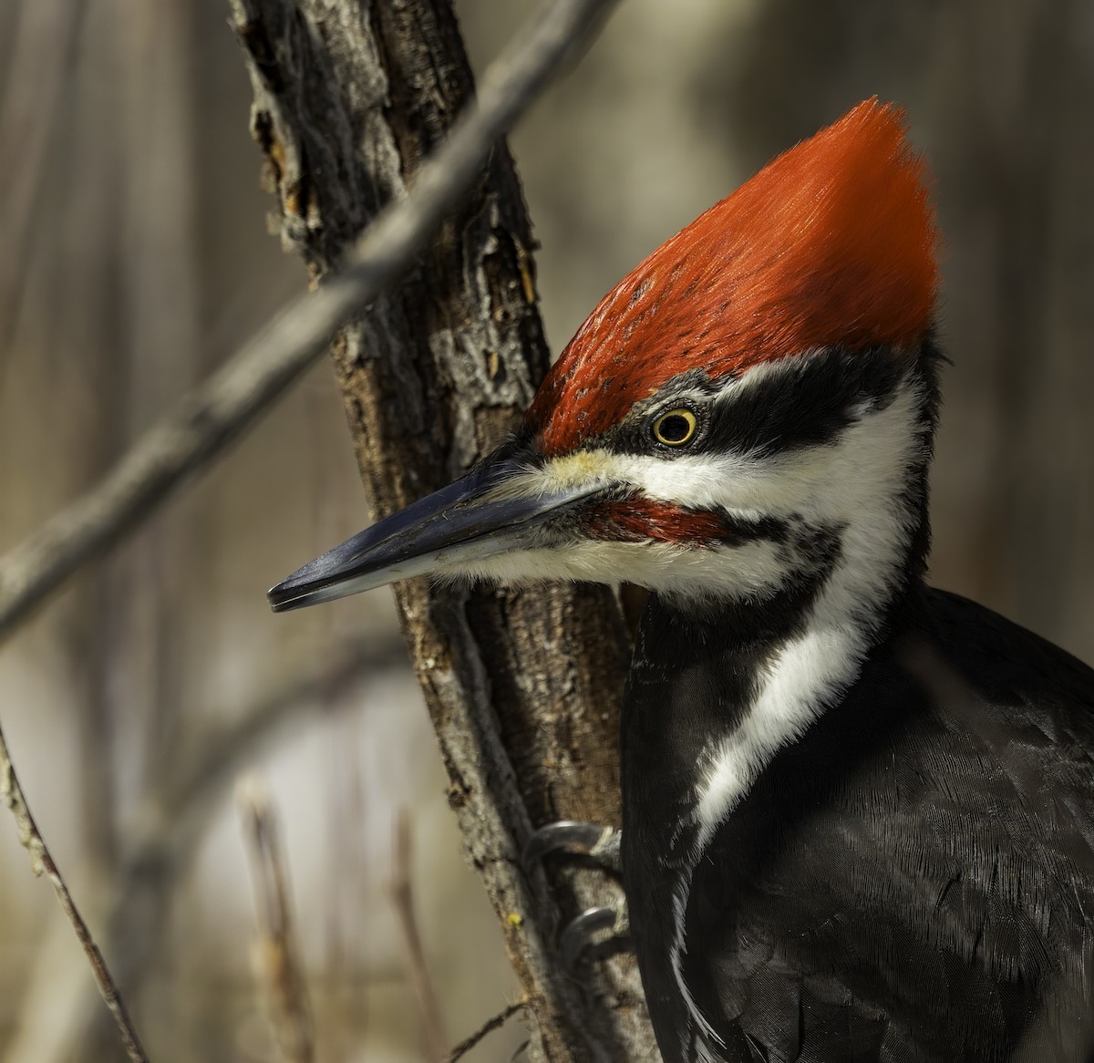 Pileated Woodpecker - ML616997051