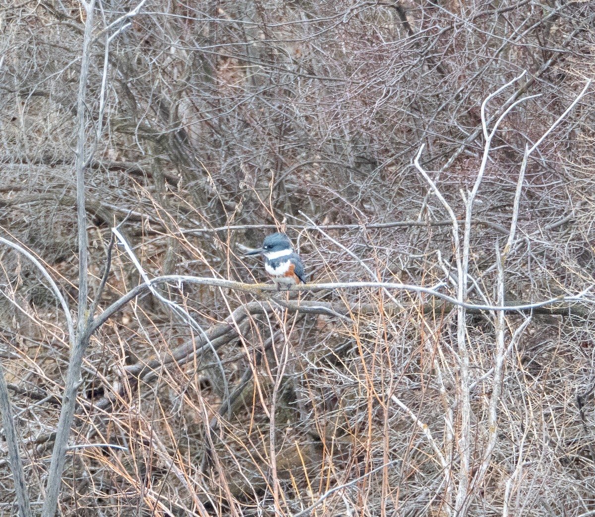 Belted Kingfisher - ML616997070