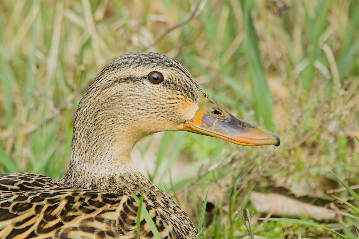 Canard colvert - ML616997101