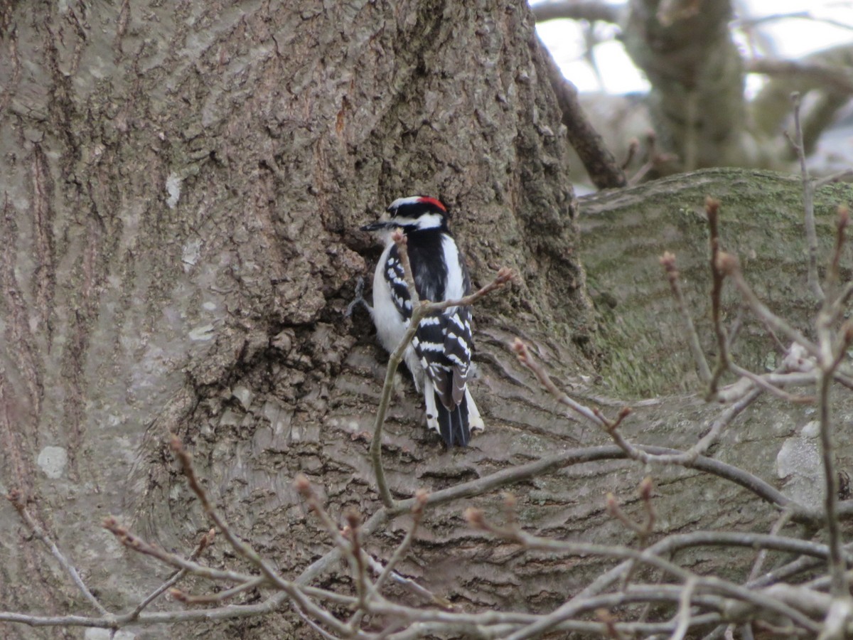 Hairy Woodpecker - ML616997142