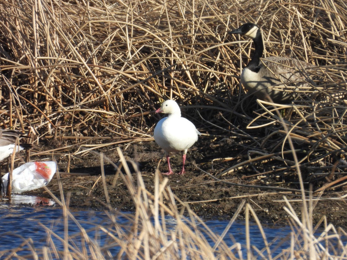 Ross's Goose - ML616997152