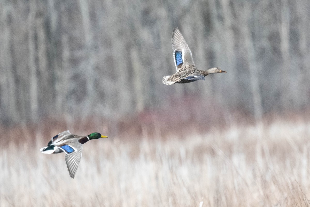 Canard colvert - ML616997307