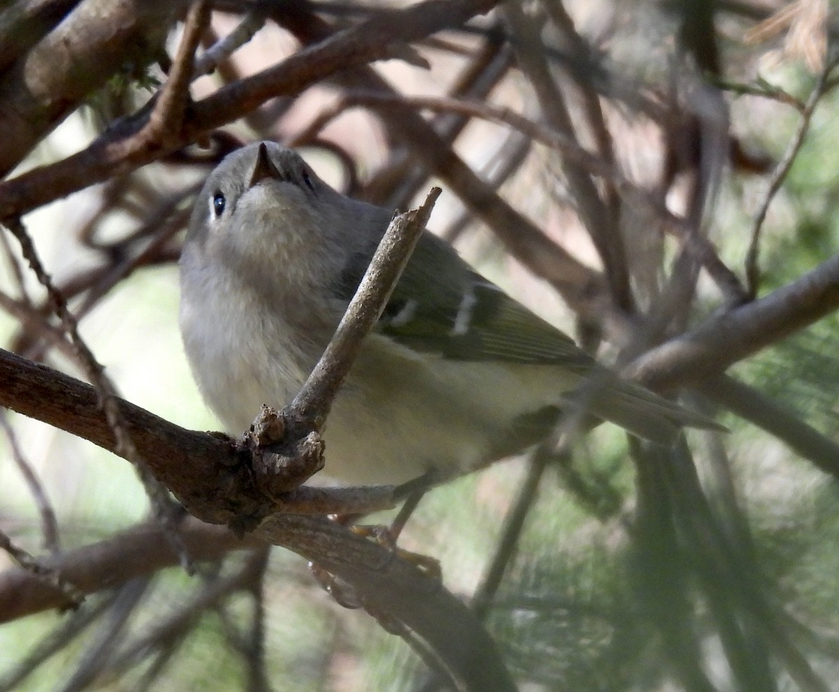 Ruby-crowned Kinglet - ML616997308