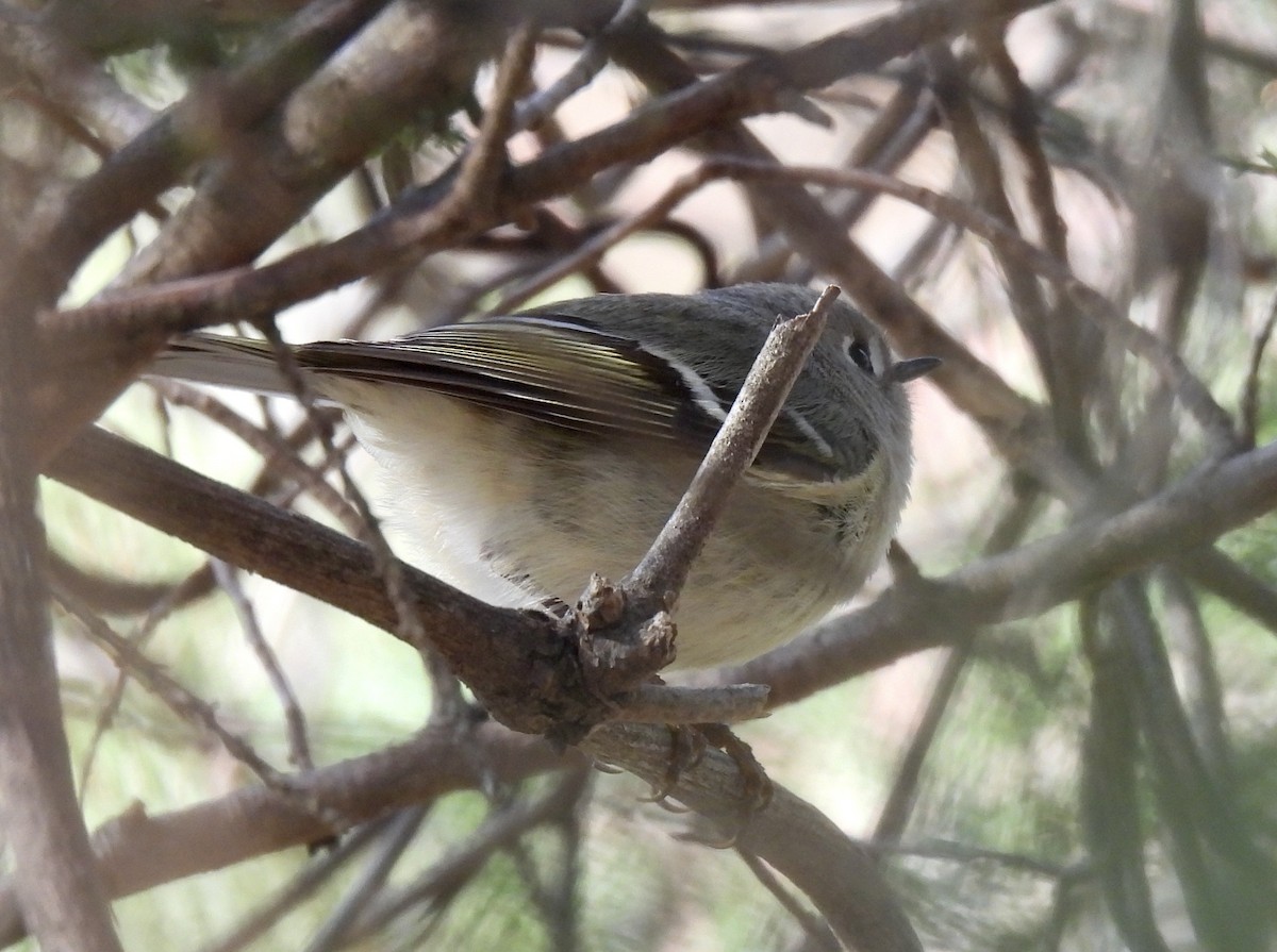 Ruby-crowned Kinglet - ML616997309